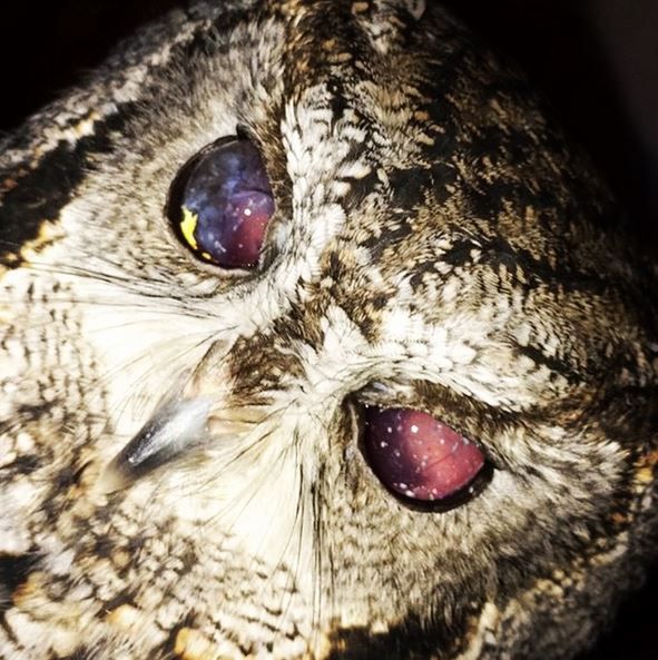 Zeus The Blind Owl/instagram