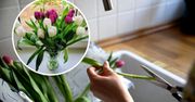 Ten trik sprawi, że nawet padnięte tulipany odżyją. Lepsze niż odżywka!