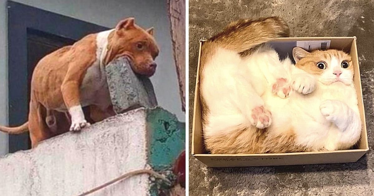 21 zdjęć demaskujących życie zwierząt domowych. Psy i koty mają swoje dziwaczne sekrety