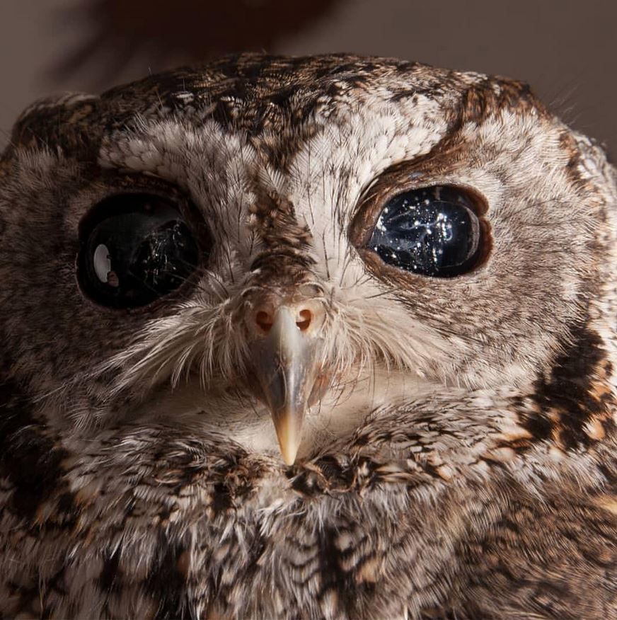 Zeus The Blind Owl/instagram