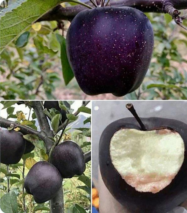czarne jabłka, fot. reddit