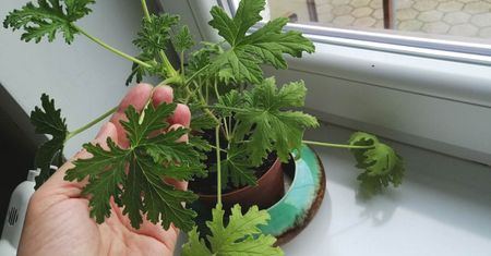 Anginka szybko rośnie, ale bujnie się rozkrzewi i będzie piękna, jeśli zrobisz jedną rzecz