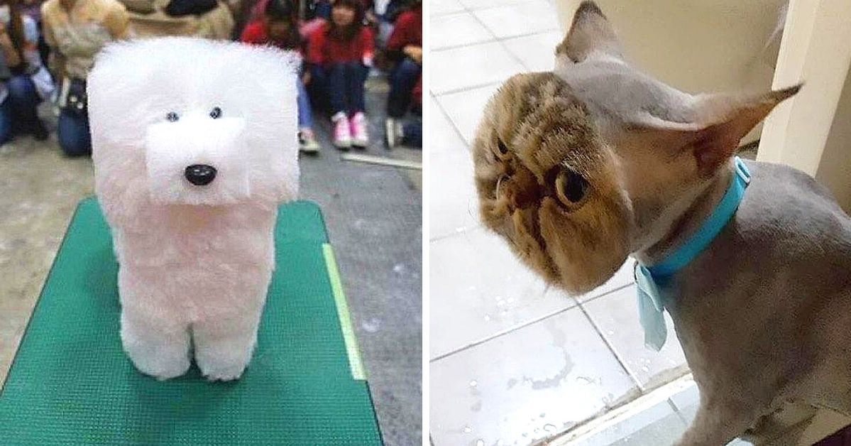 17 Pets That Look Really Bad After a Visit to the Groomer. You Won't Stop Laughing!