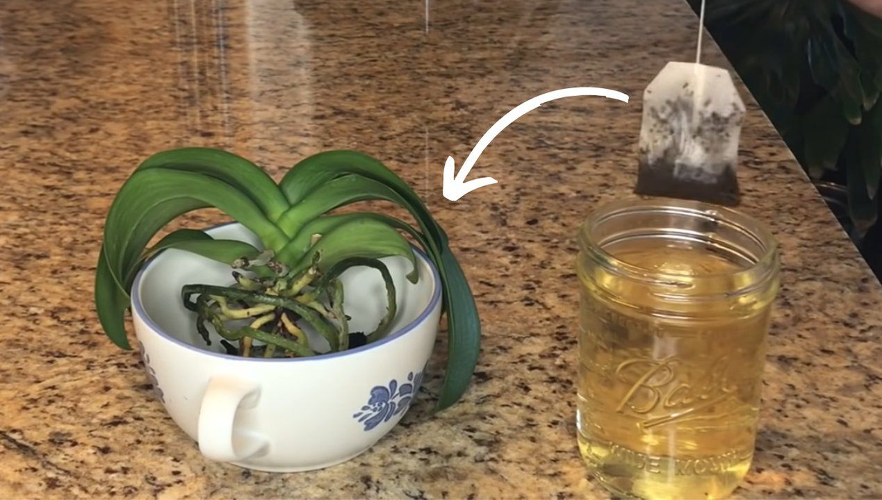 czarna herbata do storczyka, fot. Youtube/Michael'sOrchids
