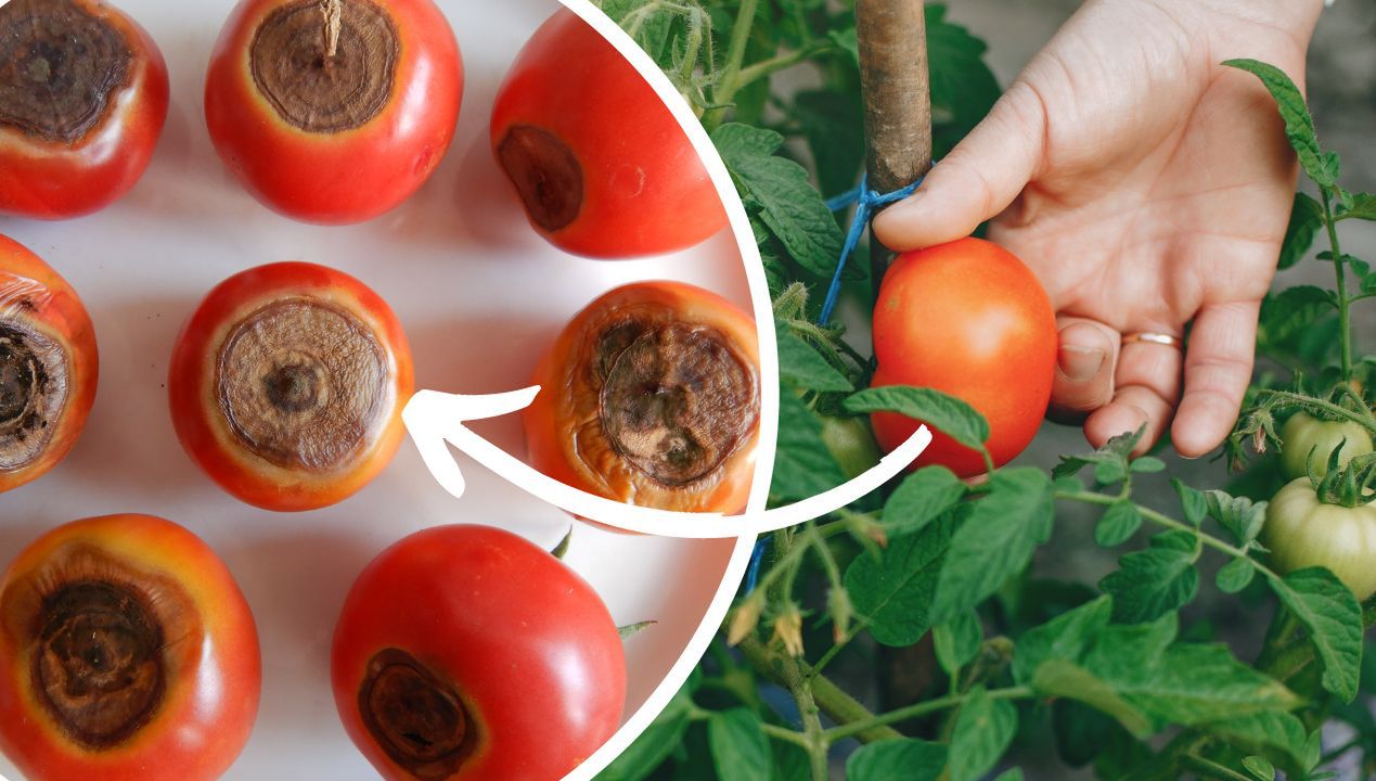 Jeden oprysk zwalczy suchą zgniliznę pomidora i uratuje plony