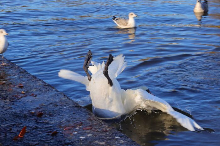 Crap bird photography/facebook