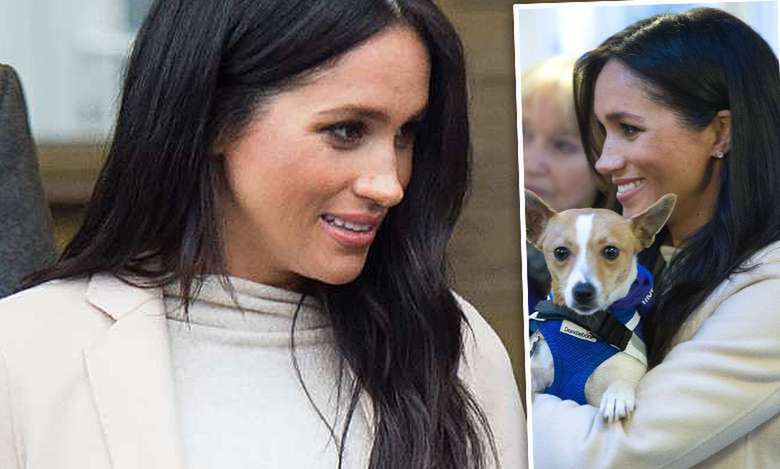 Ciężarna Meghan Markle w sukience z sieciówki przyłapana w londyńskim schronisku! Adoptowała kolejnego psa?