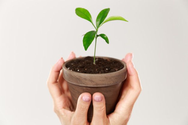https://www.freepik.com/free-photo/cropped-photo-womans-hands-holding-brown-pot-with-young-plant_7339370.htm#page=1&query=plant&position=33/freepik