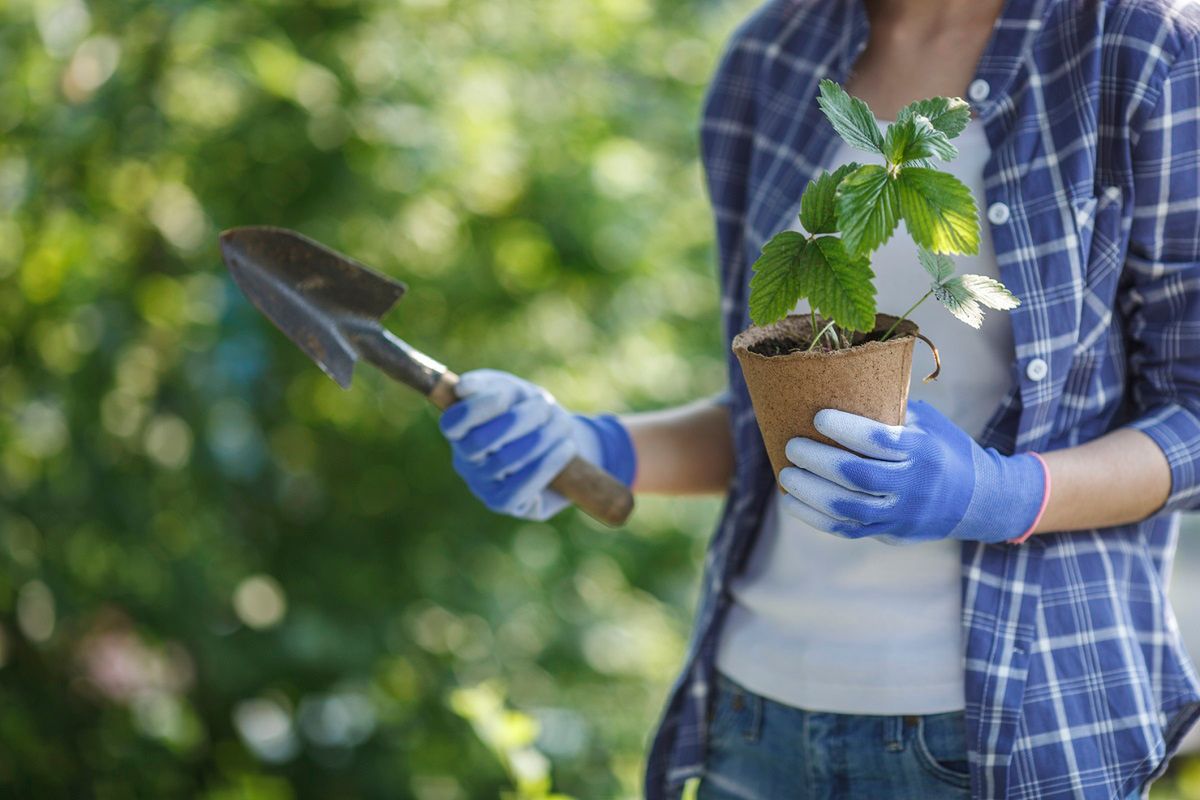 Sadzenie truskawek wiosną wymaga odpowiednich przygotowań. Fot. Getty Images