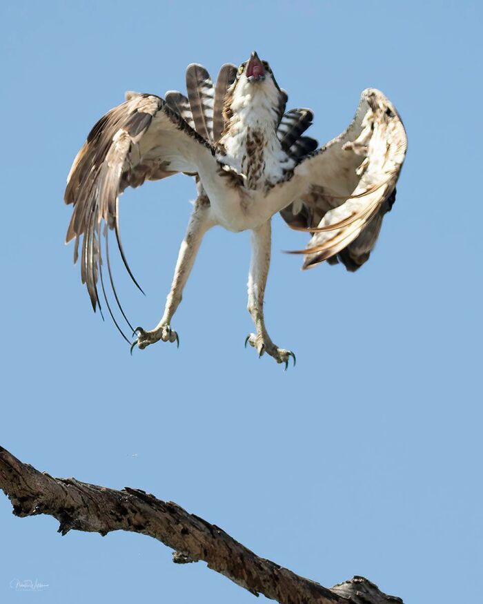 Crap bird photography/facebook