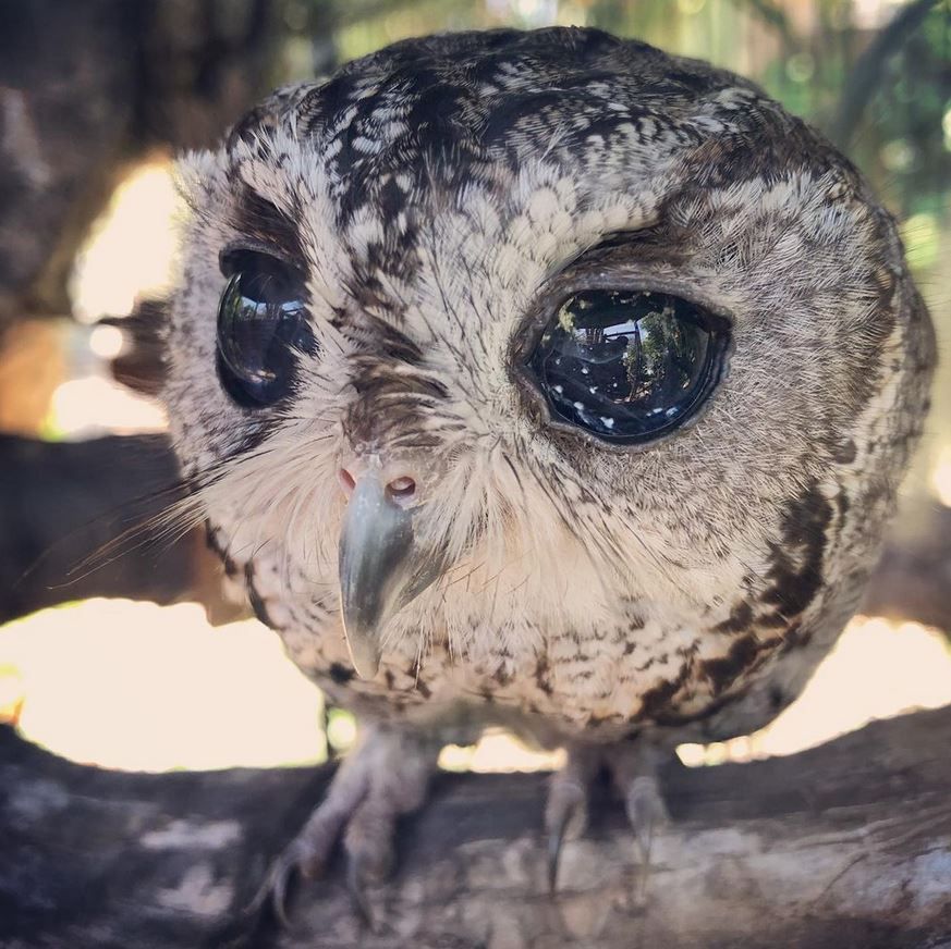 Zeus The Blind Owl/instagram