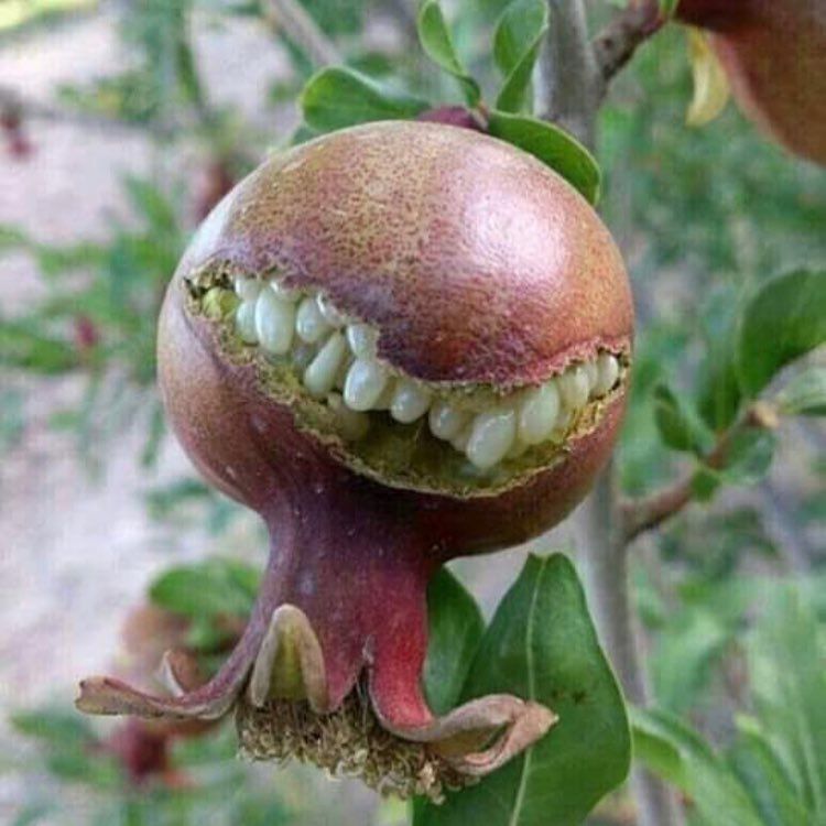 uglyfruitandveg / instagram