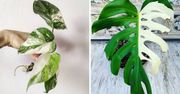 Monstera 'Variegata' to prawdziwa królowa śniegu wśród roślin. Zachwyca białymi liśćmi