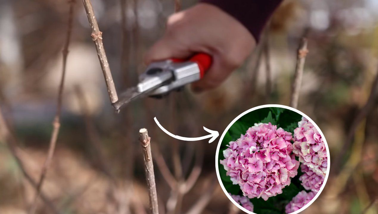 Jak przycinać hortensję bukietową? Fot. Youtube/GardenAnswer, Gettyimages