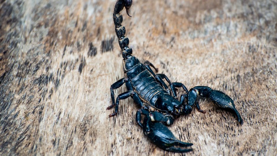 Skorpion został zabezpieczony i przetransportowany do Centrum CITES w warszawskim zoo