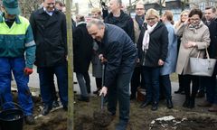 Wpierw posadzili brzozy. Kilkanaście dni później postanowiono je wykopać