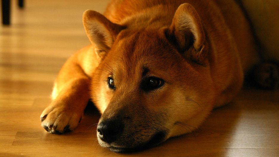 Wizerunek psa Shiba Inu został wykorzystany przy tworzeniu żartu z bitcoina. Teraz ten żart wart jest ponad miliard dolarów.