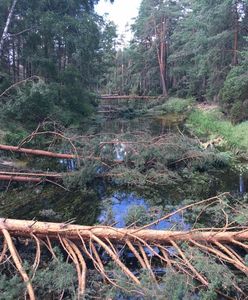 Odszkodowania dla ofiar nawałnicy. Rząd przypomina o pieniądzach