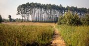 Luwawa Forest - skarb Malawi