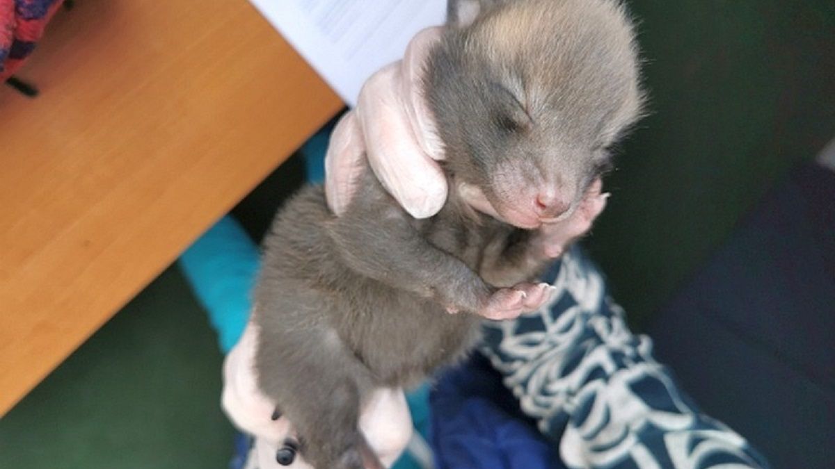 Warszawscy strażnicy miejscy pojechali po szczeniaka. Zaskakujący finał akcji.