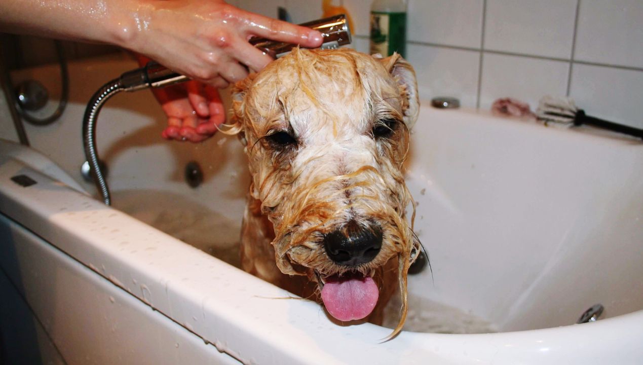 domowy szampon dla psa fot. Getty Images