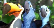 Papuga ara modra całkowicie wyginęła. Pojawiła się w animacji "Rio"