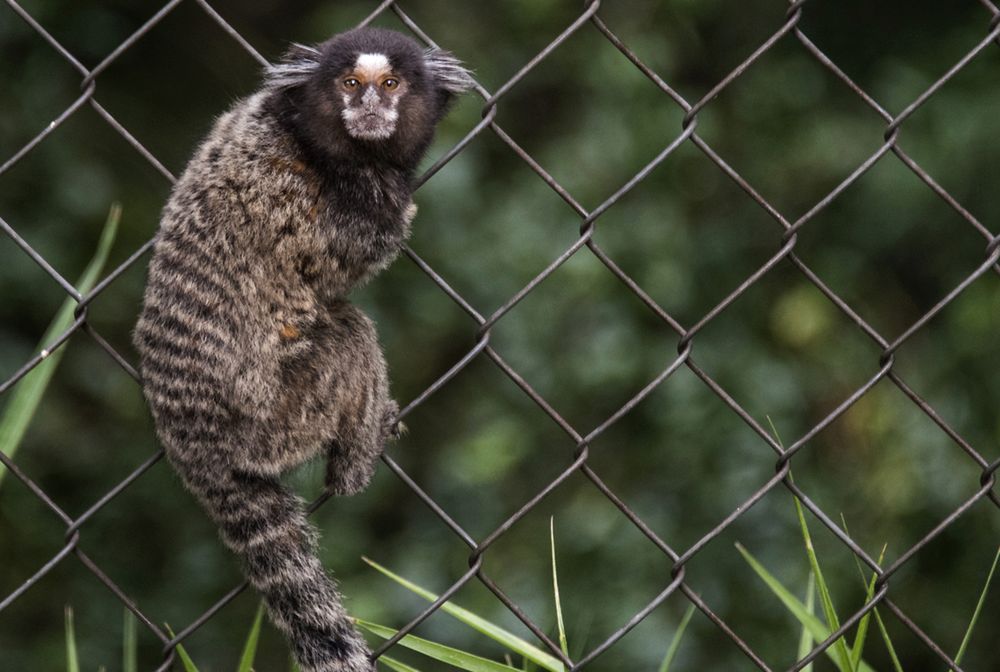 Zwierzaki przejmują igrzyska. Sportowcy przecierają oczy