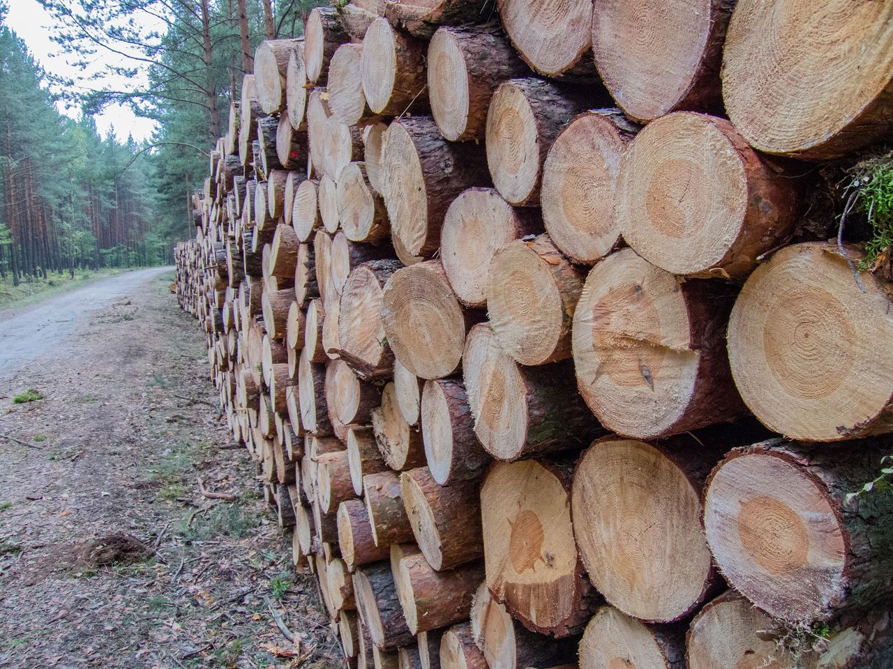 Blokowali wycinkę Puszczy Białowieskiej, teraz stoją przed sądem