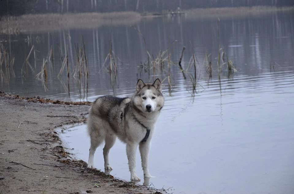 Skradziono niewidomego psa rasy Husky