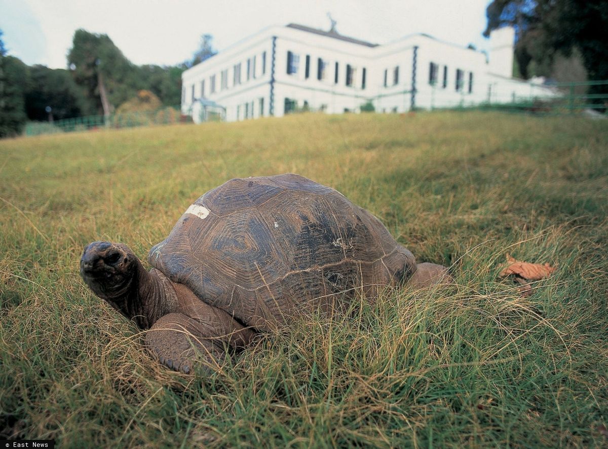 Żółw Jonathan to najstarsze lądowe zwierzę świata i najsłynniejszy żyjący mieszkaniec Wyspy Świętej Heleny (Fot. East News)