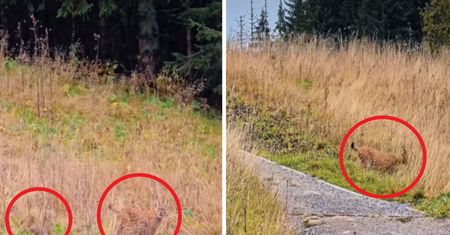 Nagrali je w Tatrach. To niezwykle rzadki przypadek