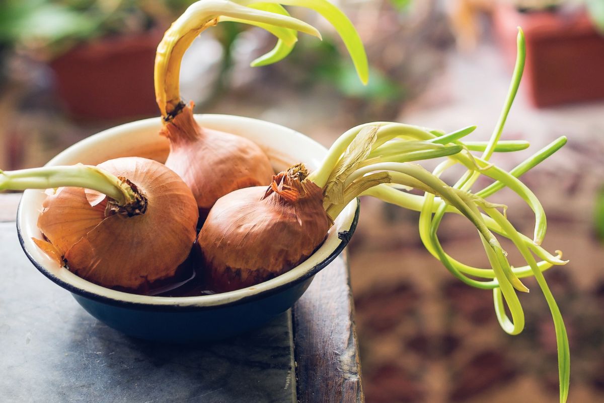 Onion with sprouts - is it still the same healthiness?