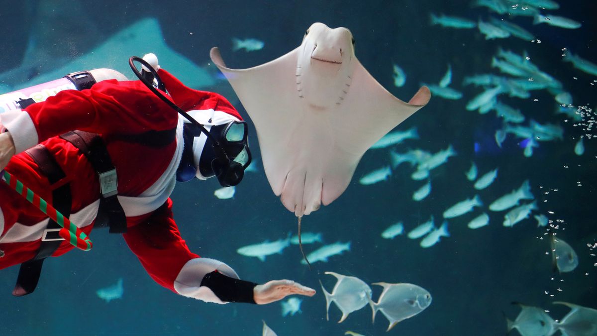 Święty Mikołaj dotrze nawet pod wodę. Ci nurkowie to udowodnili 1