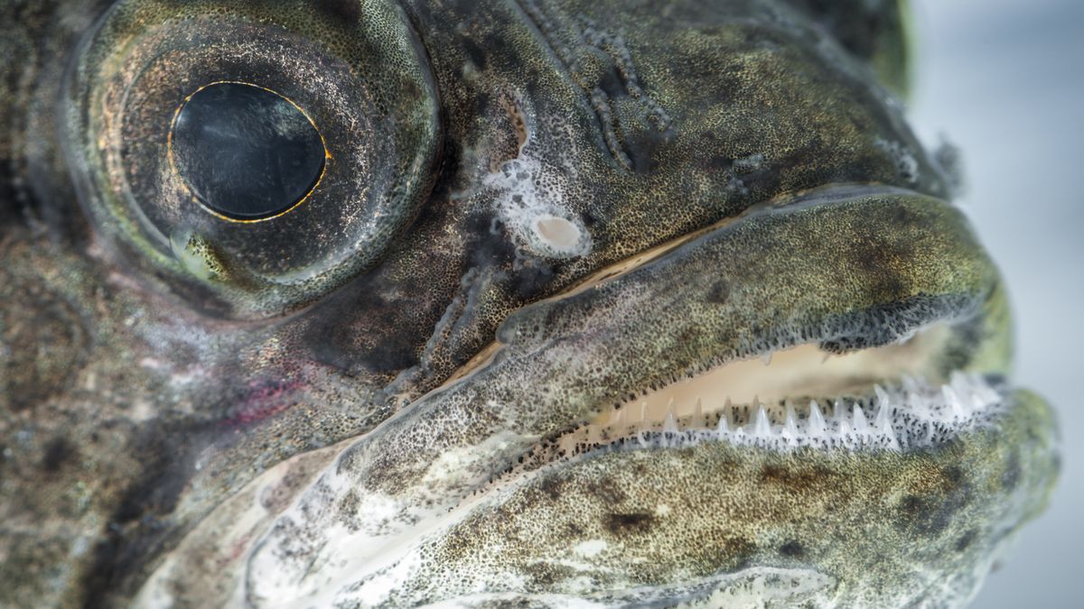 Perccottus glInwazyjny gatunek yby rozprzestrzenia się w Polsce