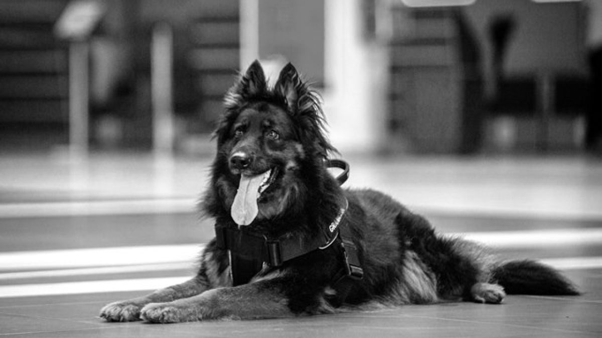 Przykra wiadomość od Straży Granicznej