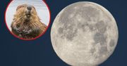 Przed nami wyjątkowa pełnia. Co łączy ją z bobrami?