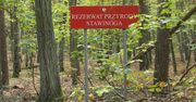 Przykre sceny w polskich lasach. Siatki i koszyki szybko się zapełniają!
