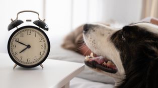 Zmiana czasu wpływa również na psy i koty. Zwierzęta mogą odczuwać "pet lag"