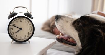 Zmiana czasu wpływa również na psy i koty. Zwierzęta mogą odczuwać "pet lag"