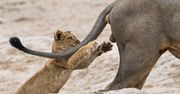 Comedy Wildlife Photography Awards 2019. Najśmieszniejsze zdjęcie roku wybrane!