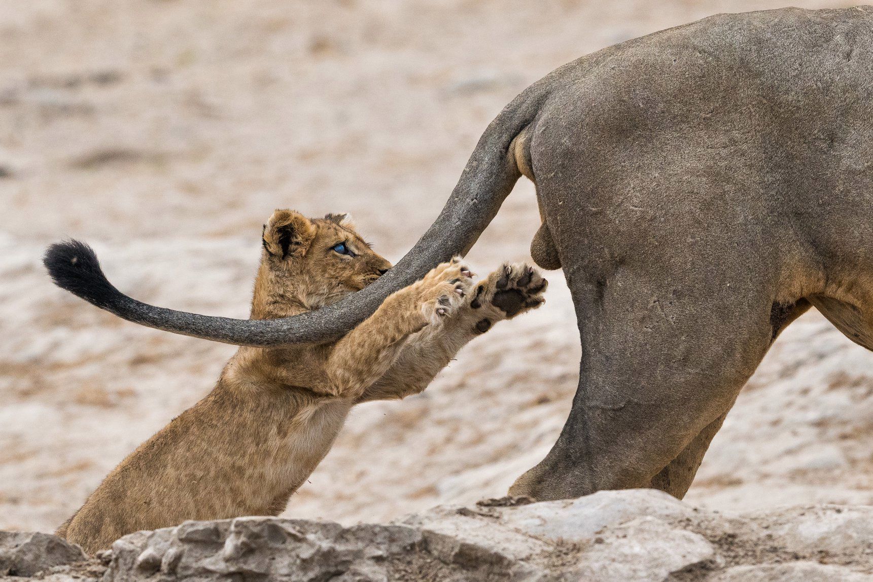 Comedy Wildlife Photography Awards 2019. Najśmieszniejsze zdjęcie roku wybrane! 1