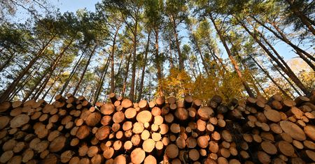 "Patologia" i "skok na kasę". Członek rządu mówi, co wykryli w Lasach Państwowych