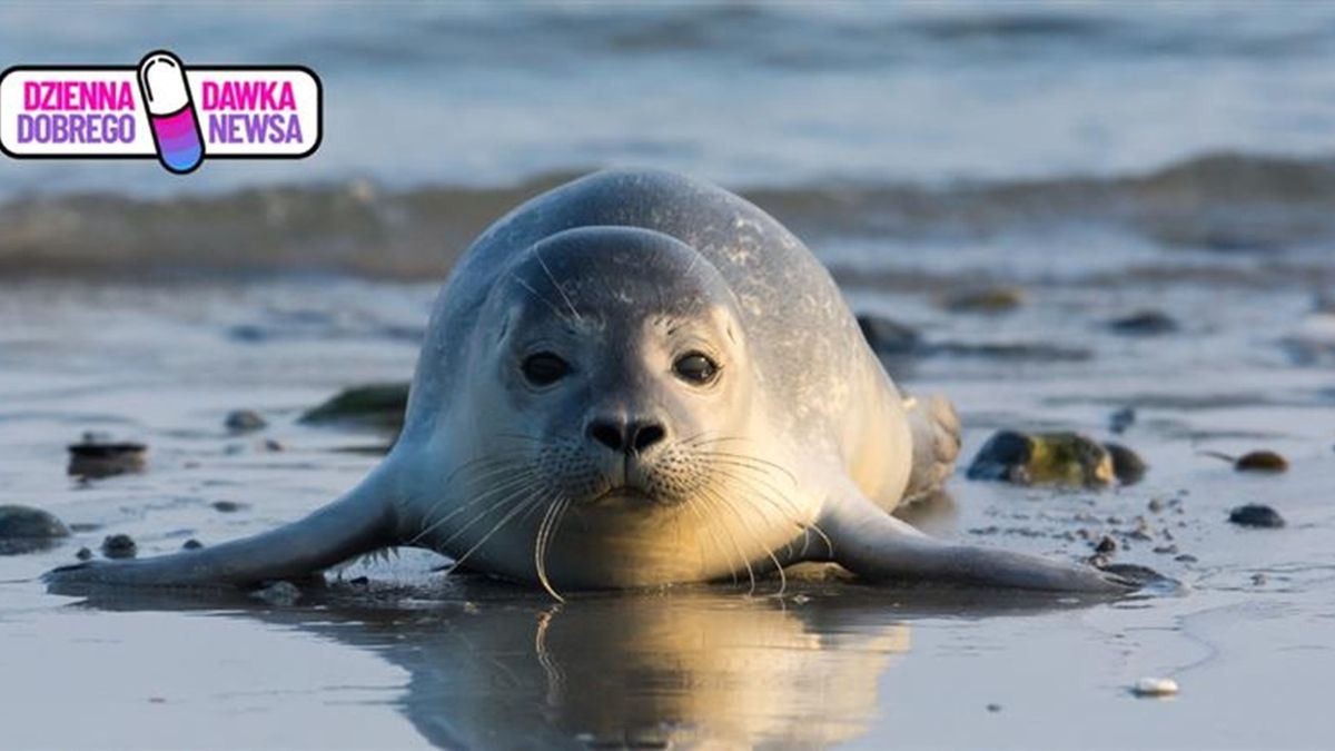 Foki wróciły nad Bałtyk.