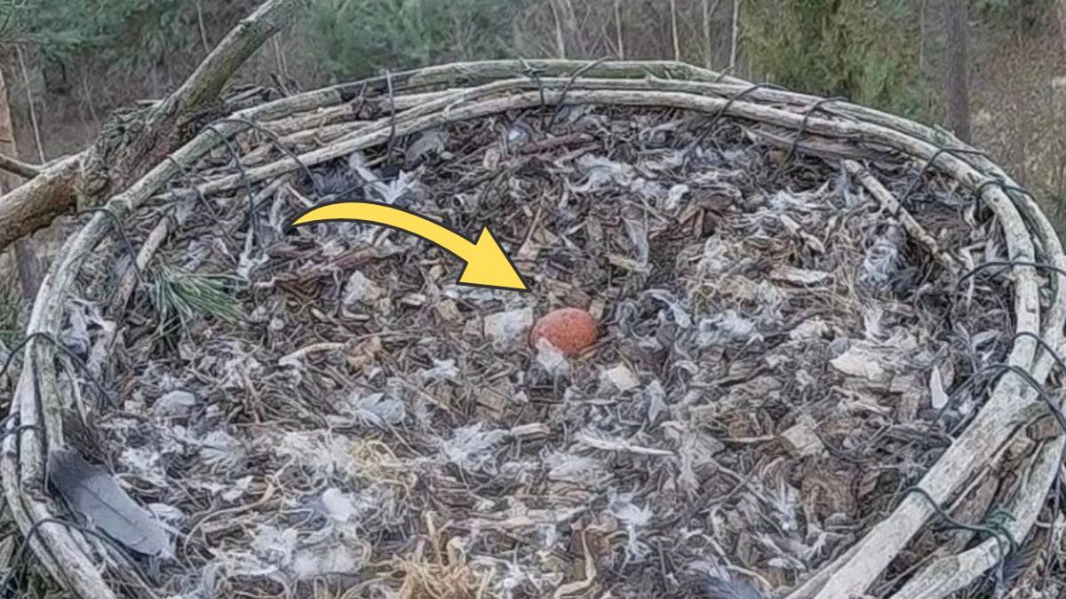 Nowa historia w sokolim gnieździe