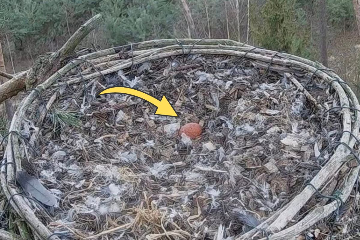 "Coś wyjątkowego". Zobaczyli w gnieździe. Natychmiast zanotowali datę