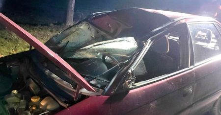 Łoś zmiażdżył auto osobowe. Niebezpieczne spotkanie z dzikim zwierzęciem