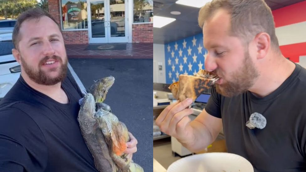 Kazał zrobić pizzę z legwanów. Zwierzęta padają na Florydzie