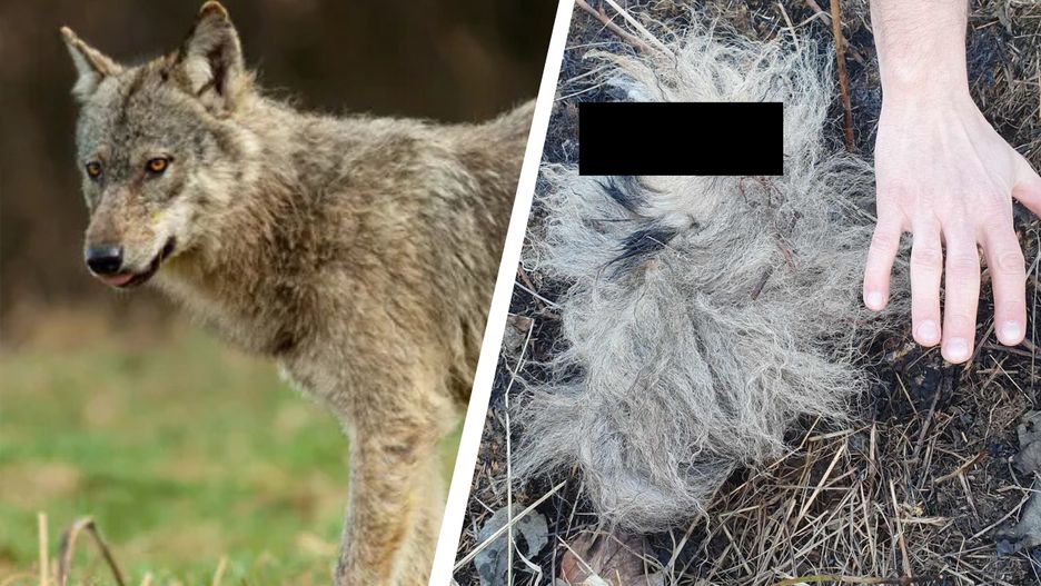 Wilki coraz śmielej atakują na Podkarpaciu