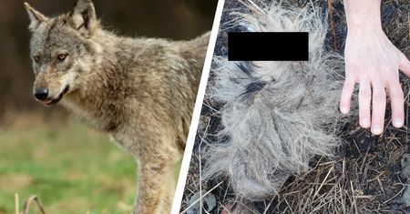 Wilki "wyrwały" jej psa spod nóg. Kolejne ataki na Podkarpaciu