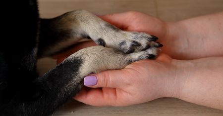 Pies trąca cię łapą? W ten sposób wysyła sygnał